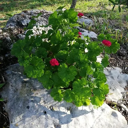 Casal Fontainhas- Country With Pool Casa de Férias *