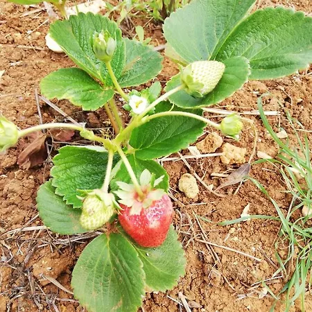 Casal Fontainhas- Country With Pool