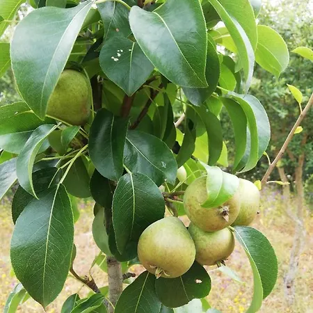 Casa de Férias Casal Fontainhas- Country With Pool