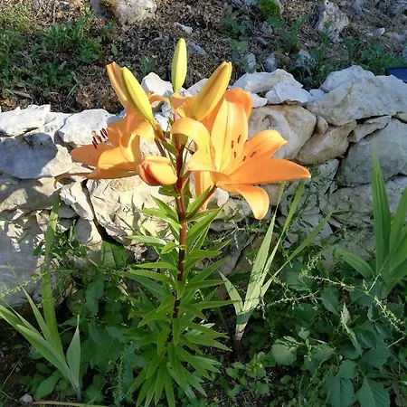 Casal Fontainhas- Country With Pool Alcobaça