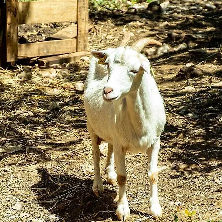 Casal Fontainhas- Country With Pool Casa de Férias