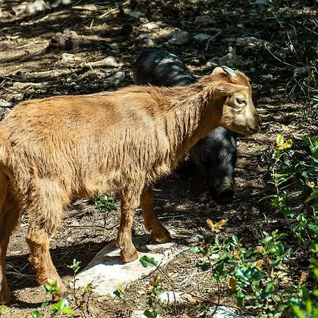 Casal Fontainhas- Country With Pool Casa de Férias Alcobaça