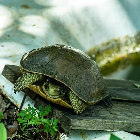Casa de Férias Casal Fontainhas- Country With Pool Alcobaça