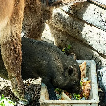 Casal Fontainhas- Country With Pool * Alcobaça