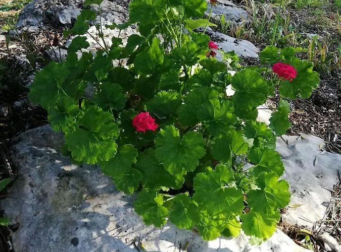 Casal Fontainhas- Country With Pool Dom wakacyjny *