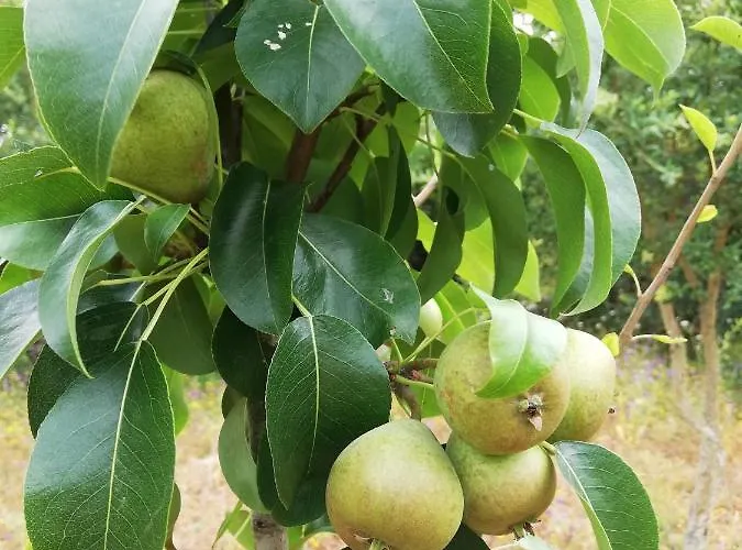 Дом отдыха Casal Fontainhas- Country With Pool