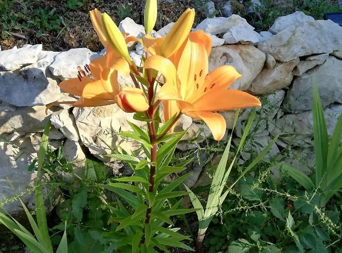 Casal Fontainhas- Country With Pool Алкобаса