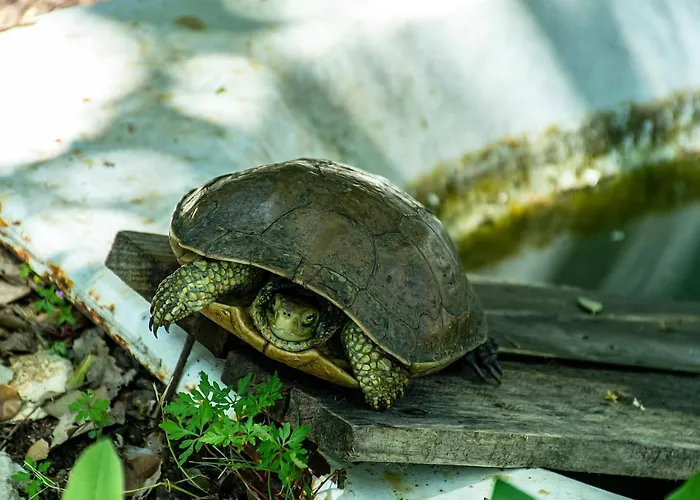 Дом отдыха Casal Fontainhas- Country With Pool Алкобаса