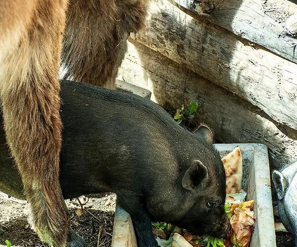 Casal Fontainhas- Country With Pool * Алкобаса