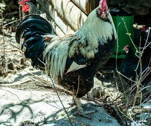 Casal Fontainhas- Country With Pool Алкобаса